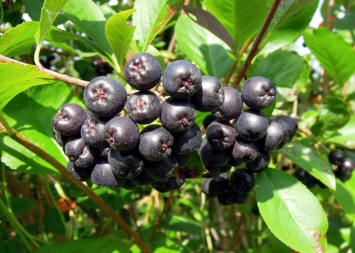 Aronia (Fekete berkenye)